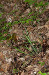 Purple sedge